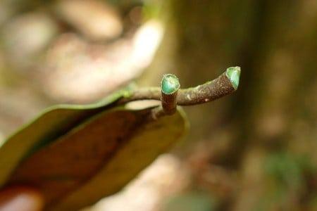 Hiperacumuladoras: conheça as plantas que comem metal