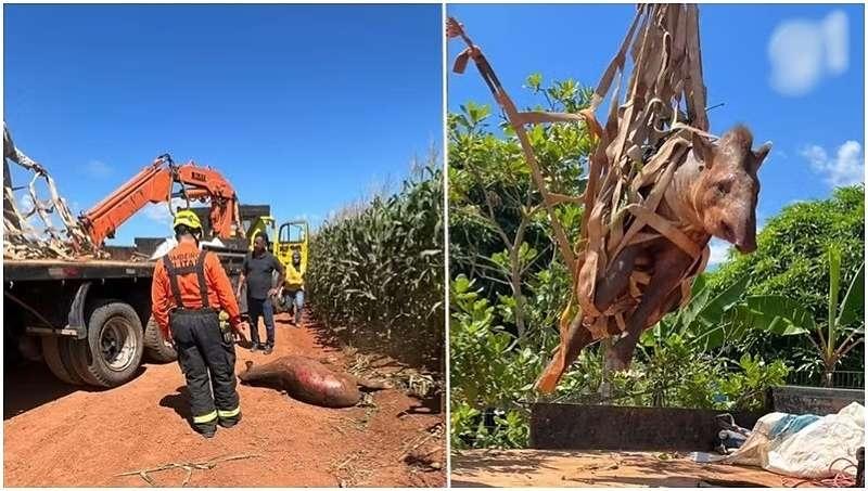 Anta de 300 kg foi resgatada às margens da BR-163 após ser atropelada em Lucas do Rio Verde