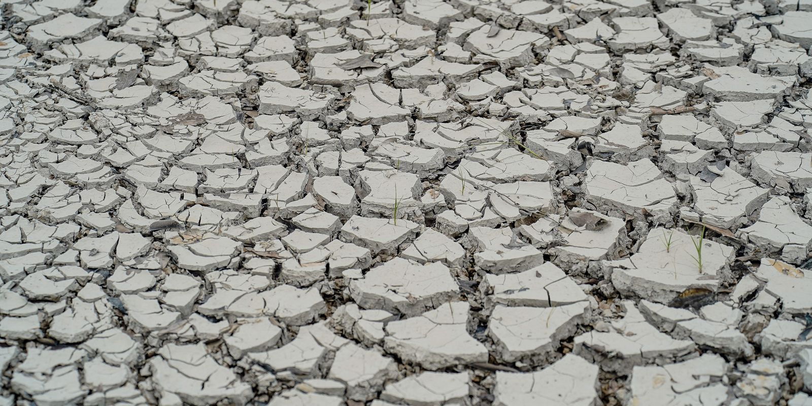 Quinze cidades do Nordeste decretam situação de emergência por estiagem