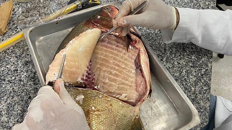 Estudo aponta presença de Salmonella em viveiros de peixes em MT