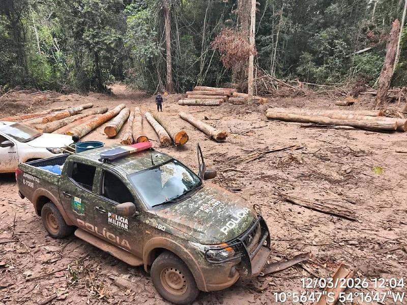 PM apreende mais de 174 m³ de madeira ilegal durante fiscalização 