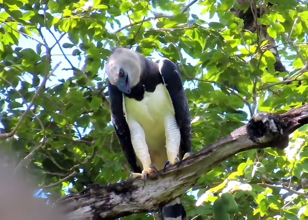 Flagrante raro: Harpia, a maior ave de rapina do Brasil, é avistada no Distrito de Bauxi, em Rosário Oeste