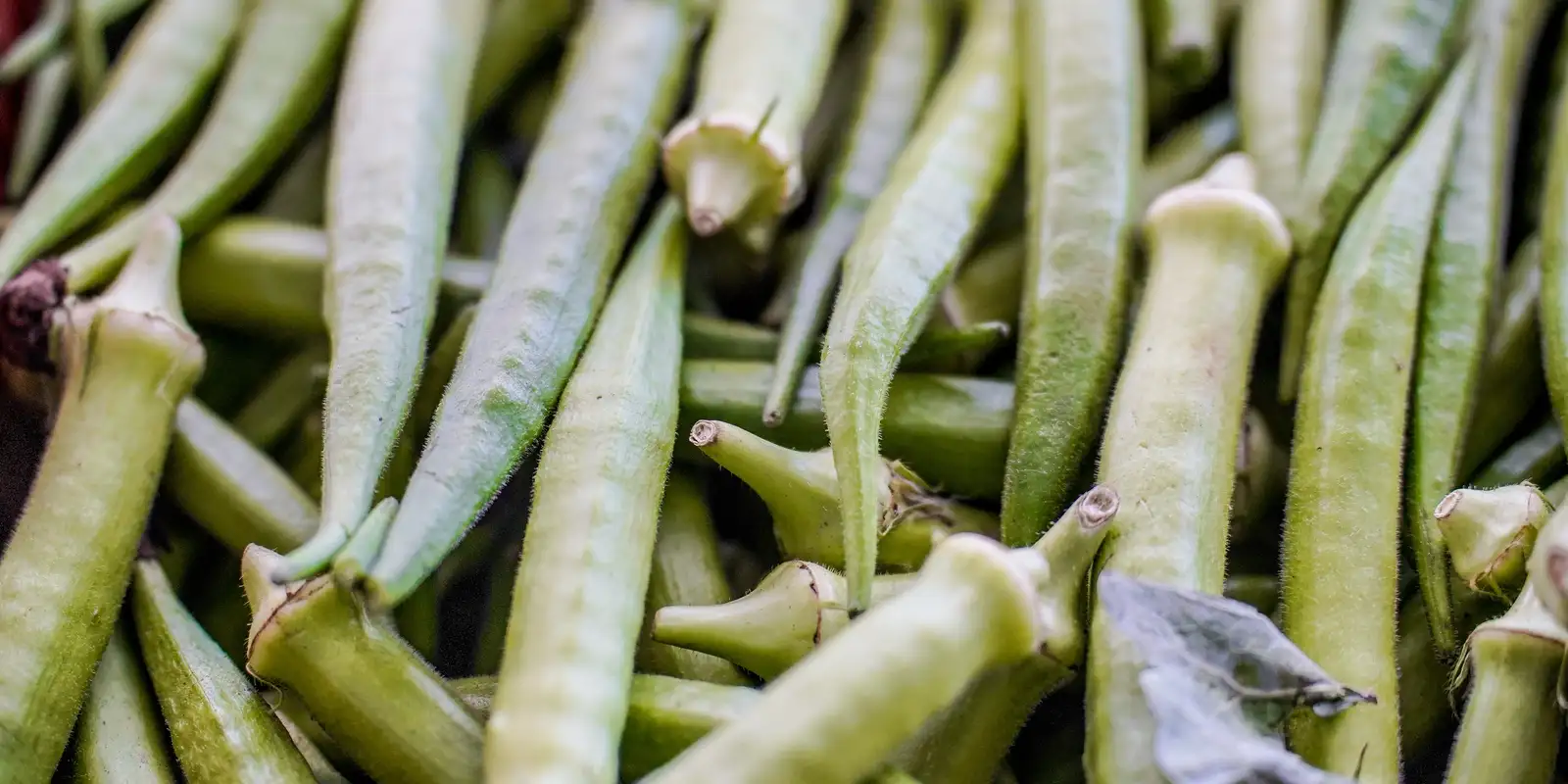 Garantia-Safra: confira quem receberá pagamento em abril