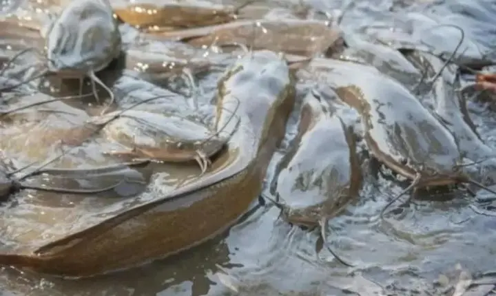 Bagre-africano: O Peixe 'Zumbi' que Respira Fora d'Água e Invade Rios do Brasil