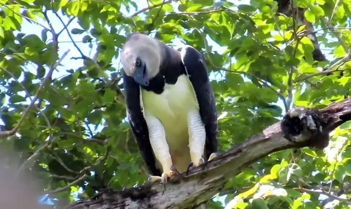 Flagrante raro: Harpia, a maior ave de rapina do Brasil, é avistada no Distrito de Bauxi, em Rosário Oeste