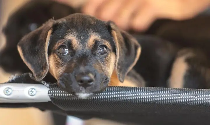 Ministério da Agricultura abre consulta pública para medicamentos veterinários genéricos e similares